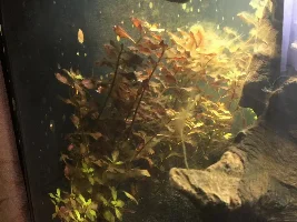 New Tropical Aquarium - Trying to get a grip! - Succeeded...