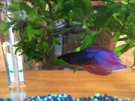VOTE NOW...August 2019 Fish of the Month Contest (Bettas only)