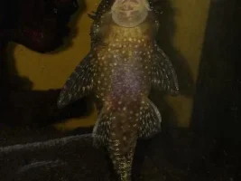 Id Of Bristlenose Plec