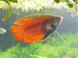 Male or Female Dwarf Gouramis?