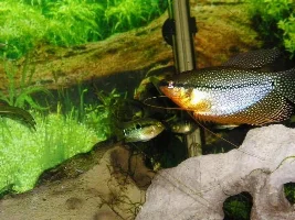 Leopard bushfish
