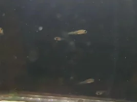 Did my guppy give birth?