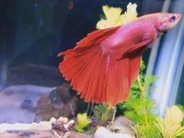 I think my Betta has fin rot. Can you please help me identify?