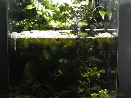 how your tanks look today ( from when you previously won a tank of the month )