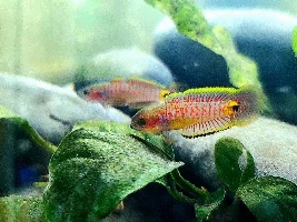 Unpopular Opinions (fish related)