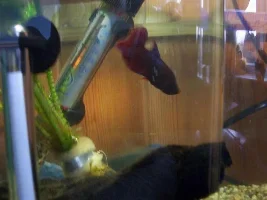 My first betta embrace