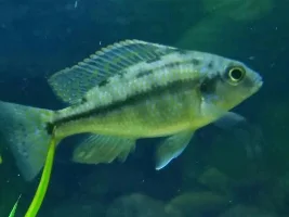 Id Help - Malawi Haps/peacocks