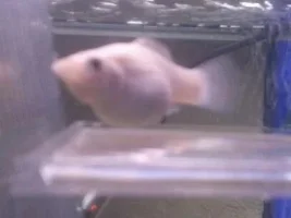 Is This Fish Pregnant?