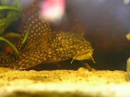 Plec Issue - Advice Needed Please!
