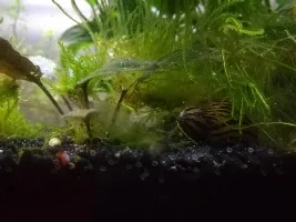 Plant Growth Spurt