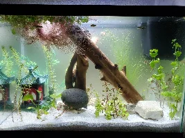 Zebra danio losing color and gaining weight