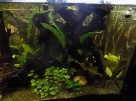 29.5 Gallon fish tank - Amazonian inspired