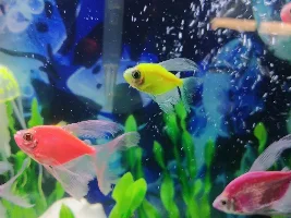 Glow fish