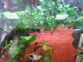 Lost two bandit cories. Could dosing plant fert be the cause?