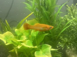 Sudden death of platy!