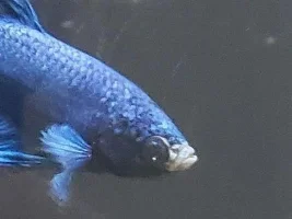 Weird Eye on Betta (Don't think pop... better photos and video)