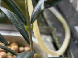 Trying something a little different... ( Olive Trees )