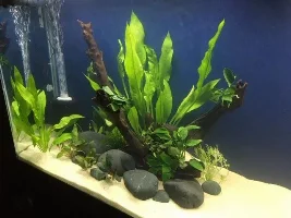 New 55g (208l) low-tech planted tank