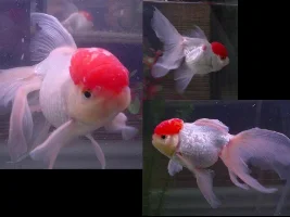 sick redcap oranda goldfish