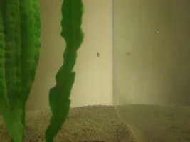 My 10 Gallon Tank