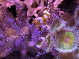 Drakal's reef tank : RedSea Max Nano