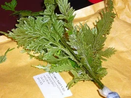 Please Id This Plant For Me