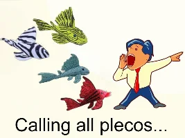 Calling all Plecos.....