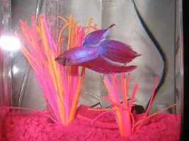 Betta flairing
