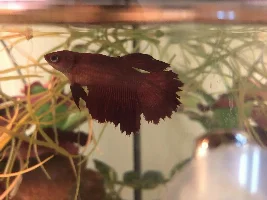 Help! Fin rot or ill betta?