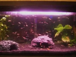 How Did A Couple Of Guppies Cause