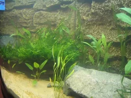 Sophos9 - Planted Tank Journal