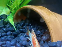 What are your all time favorite cichlids?