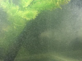 Fx6 Pumping Thousands Of Air Bubbles Help