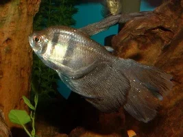 Longfinned Black Skirt Tetra