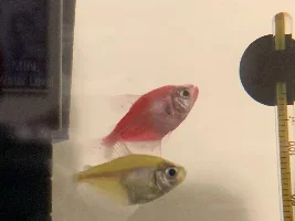 GloFish Tetra has scales missing and black spots on its fins