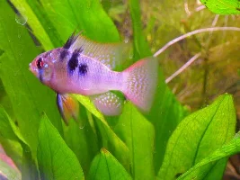 New fish