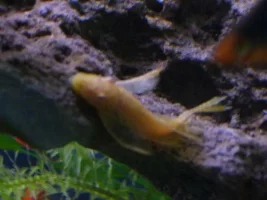 Male Of Female