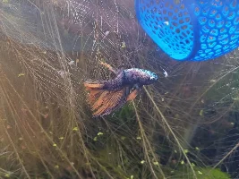 Redoing my 6 gallon