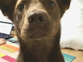 VOTE NOW - November 2023 Pet of the Month  Contest