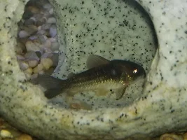 New coloring or concern?