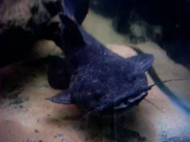Pseudopimelodus Sp.
