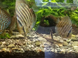 A story about my little Discus
