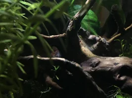 Is this actually spiderwood?!