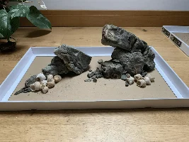 UNS 60S - Tanganyikan Shell Dweller tank.