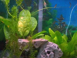 55 gallon community planted lace Rock aquarium.