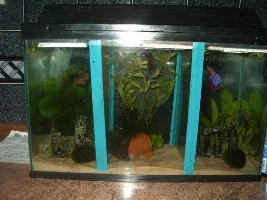 2 New Boys From Dpfishways