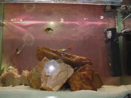 Refurbished Tank Set Up