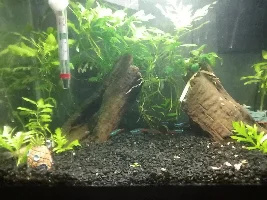 FishForums.net January 2017 Tank of the Month!
