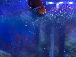 clownfish has lockjaw, swim bladder problems