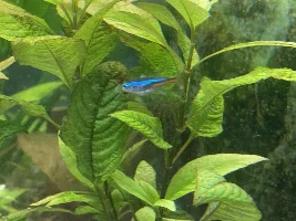 What’s up with my tetra